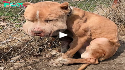 The harrowing tale of a bait dog, cruelly chained to a fence and valiantly fighting against a debilitating infection, highlights the indomitable spirit of survival amidst unthinkable cruelty.