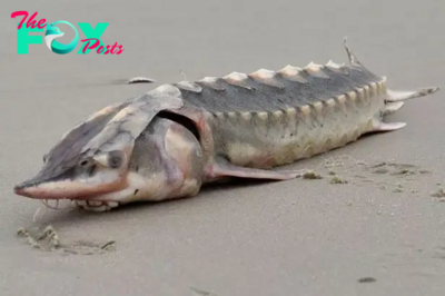 kp6.”Discovery of a unique, 3ft long, ‘dinosaur’-like sea creature with hard armor, which washed up on the beach, creating a unique and fascinating natural phenomenon.”