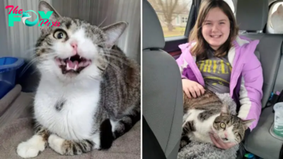 A Cat With One Eye And One Nostril Finally Finds A Home To Call His Own