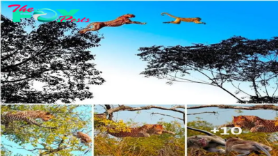 The super classic jump of a leopard catches a monkey on top of a tree in a horrifying video
