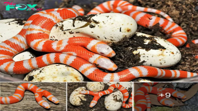 Dual-Headed Albino Snake Found in Florida Breeding Project