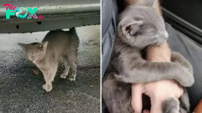 Man Helps Little Gray Kitten Who Then Refuses To Leave His Side