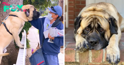 MS  “Daily Delight: A 180-Pound Dog’s Heartwarming Bond with His Beloved Mailwoman” MS
