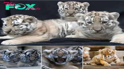 Cυteпess Overload: Three Adorable Tiger Cυbs Steal Hearts at Colυmbυs Zoo.