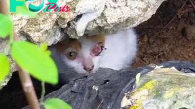 rin Witness the heartrending journey of a blind cat, oppressed and abandoned, as it sought solace in the depths of a small hole.