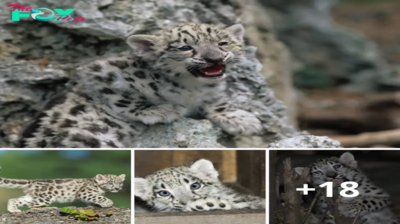 Lamz.Snow Leopard’s Heartwarming Debut: Witness the Protective Love of a First-Time Mom (Video)