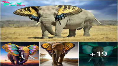 “The elephant and the ear: a story based on the magic of butterfly wings”