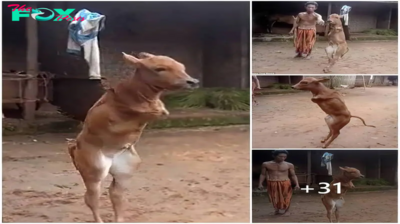 A shocking video of a baby cow walking on two legs like a person has emerged online.