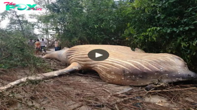 Scientists Astounded by Discovery of 10-Ton Whale Amid Amazon Rainforest Foliage, Unveiling a Perplexing Revelation. ‎