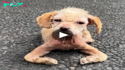 Heartbreaking Neglect: Ayla’s Struggle with Severe Health Issues and Deformities.