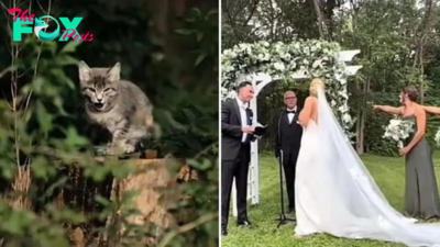 Kitten Crashes A Wedding Wriggling Her Way Into The Newlyweds’ Hearts