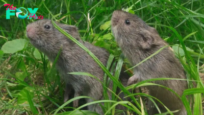 Prairie vole orgasms 'rewire' their brains for long-term love
