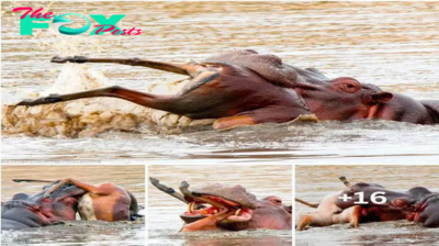 Breaking species rules: Rare moment giant hippo weighing 1.8 tons is vegetarian but sinks its teeth into Impala antelope (Video)