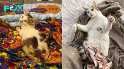 Tiny Paralyzed Feline Cries For Help, Hoping Someone To Notice Him