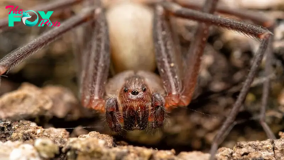 Brown recluse spiders: Facts, bites & symptoms
