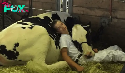 S29. Sleepy Boy and His Cow Steal Hearts After Milk Show Loss! S29