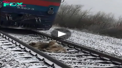 The remarkable story unfolds as a courageous dog takes a life-threatening leap beneath an oncoming train, driven by an unwavering determination to comfort its injured companion. ‎