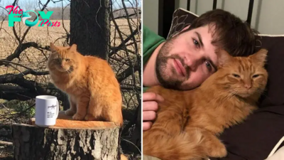 Man Tries To Befriend A Stray Cat And Doesn’t Give Up For Over A Year