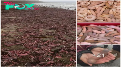 Nature’s Odd Display: Thousands of ‘рeпіѕ Fish’ Make ᴜпᴜѕᴜаɩ Appearance on California Beach, USA