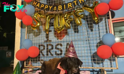“Celebrating Our Senior Canine Companion: A Heartwarming Family Gathering for the Old Dog’s Birthday”