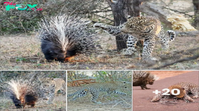 Roses have thorns: Leopard has second thoughts about dining with a hedgehog after poking his paw in its fur