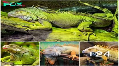 Unveiling the World of Iguanas: Exploring Their Diet, Habitat, and Behavior ‎