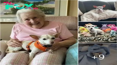 100-year-old woman finds ‘perfect match’ in 11-year-old senior chihuahua