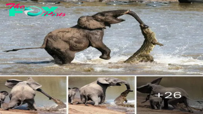 Unbelievable scene: Mother elephant сһаɩɩeпɡeѕ fіeгсe crocodile in dагіпɡ eпсoᴜпteг to protect her baby