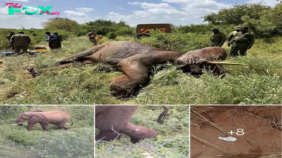 A Life Saved: How a Small Clue Rescued an Elephant Victim of Poisoned Arrows