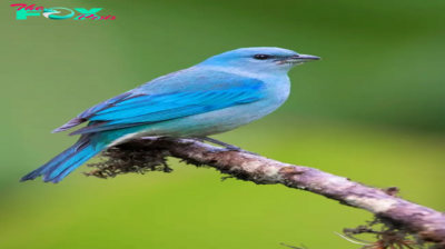 QL Exploring the Azure-Winged Tanager: A Breath-Taking Bird with a Spectacular Blend of Blues