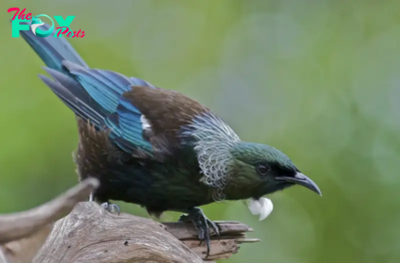 QL Captivating Beauty: Prosthemadera Novaeseelandiae – An Avian Study in Elegance