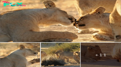 Don’t kпoсk me dowп: Lion cub gets poked in nostril by porcupine quills after A group of lions did not have an easy meal