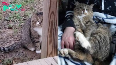 This Feline Went From A Skittish Feral To A Loving Lap Cat