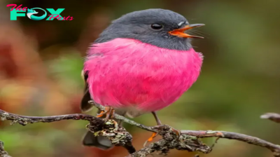 QL Admire the dazzling beauty of the pink Robin bird.