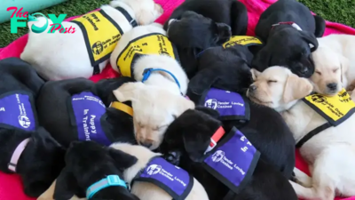 Guide Dogs of America Needs Volunteer ‘Puppy Raisers’