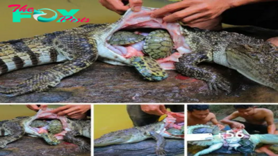 Three Sea Turtles Babies Rescued from Inside a Crocodile ‎