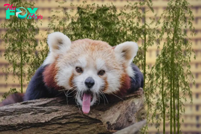 The Enigmatic Charm of the Red Panda: Exploring the Mysteries of a Himalayan Icon