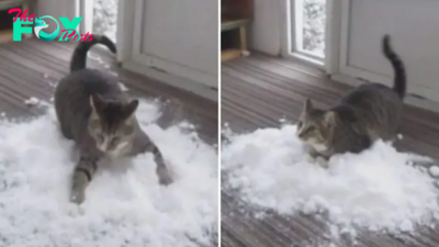 Indoor Cat Is So Obsessed With Snow That His Family Brings It Inside For Him