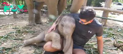 QL Audiences Are Enthralled by the Moving Bonds of Elephant Calves ‎