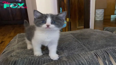 ntt.Home Sweet Home: Stray Kitten’s Enthusiastic ‘Supervision’ in Her New Abode Will Melt Your Heart!