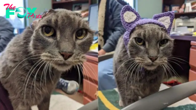 Stray Cat Loses Ears To An Infection But Gets New Crocheted Ones Instead