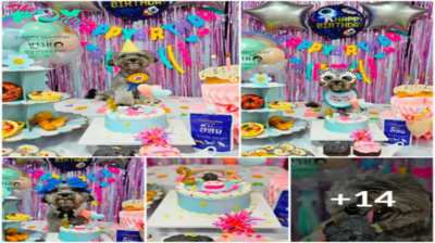 “Pawsitively Unforgettable: A Tail-Wagging Extravaganza at a Dog’s Birthday Bash” -zedd