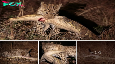 It’s not every day you get to see wildlife in its prime, but a new video has emerged of an African leopard feasting on its freshly kіɩɩed ргeу: a 2-foot-long crocodile meters