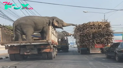 son.Snacking elephants happily reached out to eat sugar cane when their open trailer stopped at a junction next to a truck loaded with crops, surprising millions.