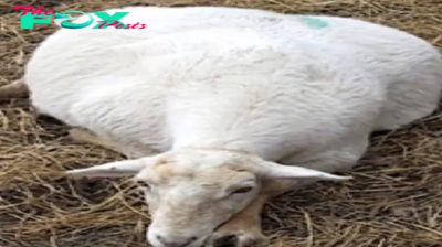 Woman goes to say goodbye to gravely ill pregnant sheep – then finds miracle in the straw