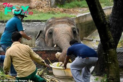 binh. “Breaking Chains: The World’s Loneliest Elephant Finds a New Home After 35 Years, A Journey from Isolation to Freedom and Compassion.”