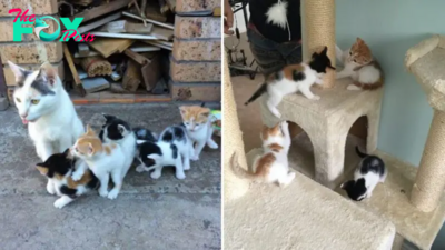 Even Though She Has Nothing To Eat, This Homeless Cat Keeps Her Kittens Safe And Fed