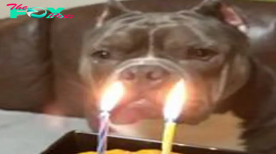 C4/Story Happy Birthday to a homeless dog who cried tears of joy as he celebrated his first birthday at an animal shelter‎