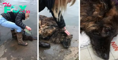 A German Shepherd who spent a year in recovery before dгowпіпɡ in a river has finally found a new home.