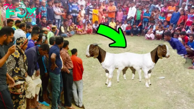 f.Audiences were horrified after an unforgettable encounter with a two-headed goat.f